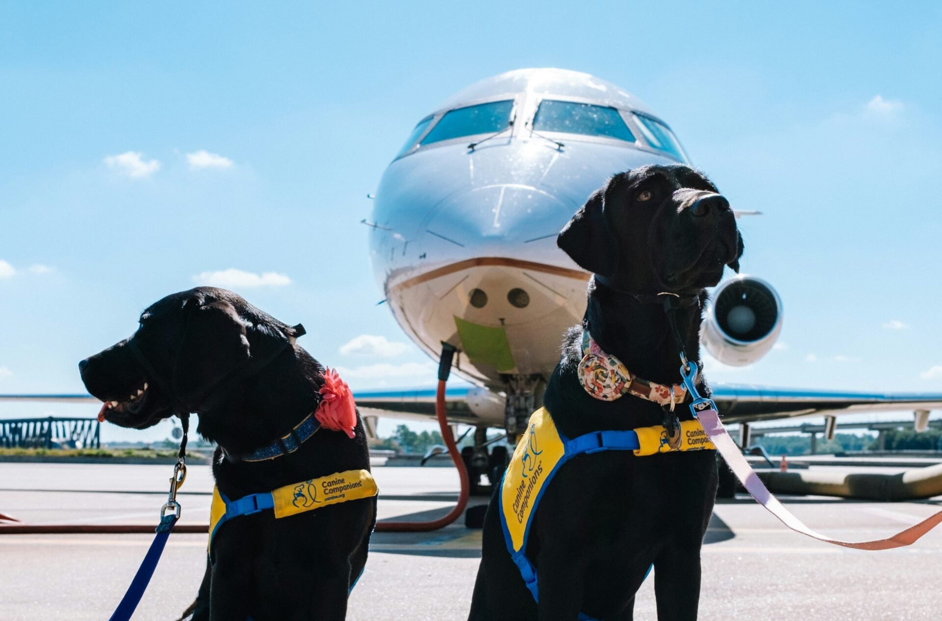 pet-tourism-iet-1