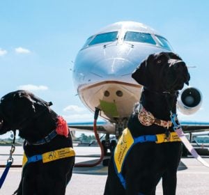 pet-tourism-iet-1